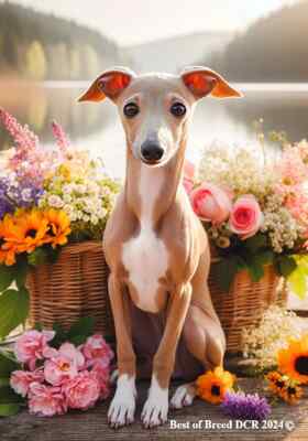 Fawn Italian Greyhound Greyhound Puppy Italian Greyhound Red Fawn - Main Image