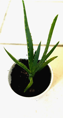 Organic Fully-Rooted Live  Aloe Vera plant Medicinal Barbadensis 6''-10''