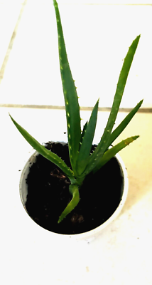 aloe vera wasser kaufen Universalreiniger mit Aloe Vera 500ml  oceanclean