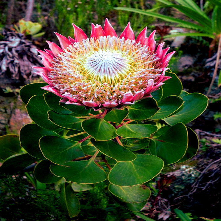 10 KING PROTEA CYNAROIDES SEEDS *GIANT 12