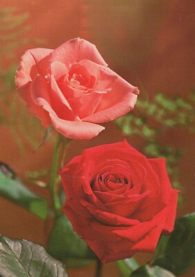 FLOWERS Vintage Ansichtskarte Postkarte CPSM #PAS134.D