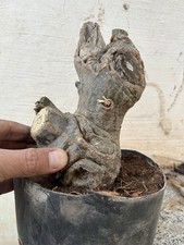 Bonsai Plumeria, Bianco Rosa Giallo , Tronco Spesso Pianta Come In Foto