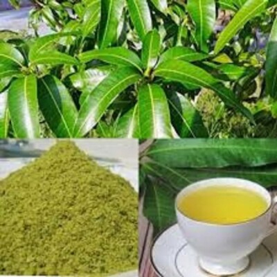 Organic/Dried/dehydrated Mango Leaf/Leaves groundpowder (Mangifera indica)