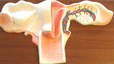 Female internal genital anatomy anatomical model medical sex education