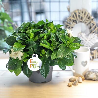 1 SCENTED FRAGRANCE GARDENIA JASMINE EVERGREEN INDOORN HOUSE PLANT IN POT  GARDEN | eBay.de