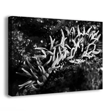 Sea Anemone Picture Ocean Life Underwater Scenery Black & White Nature Photo