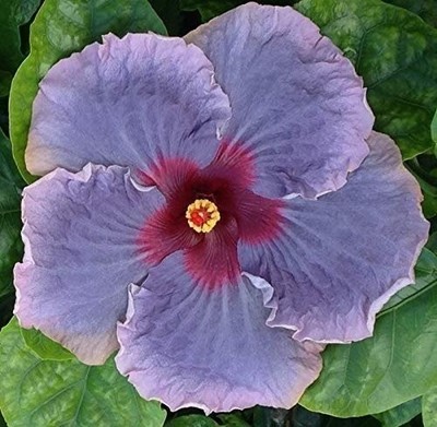 Hibiscus Cajun Color Live Plant   Tropical Flowering Shrub   Starter Plant...