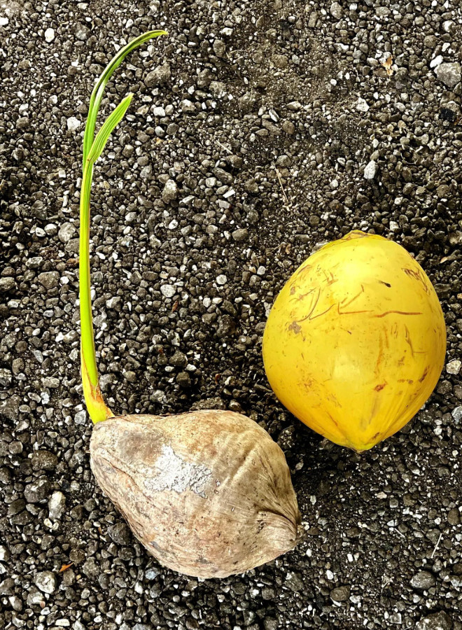 Sprouted Yellow Malayan Coconut – Live Plant 6–8" Tall – Healthy & Well-Rooted