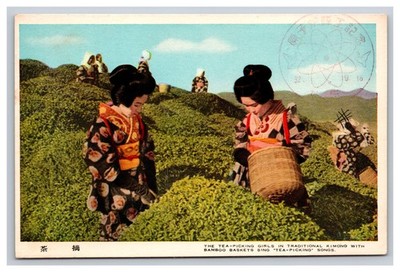 Girls In Traditional Kimono Picking Tea, Bamboo Basket, Japan Postcard