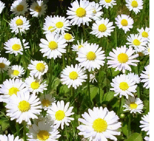 100+ WHITE ROMAN CHAMOMILE FLOWER SEEDS / PERENNIAL - Picture 1 of 1
