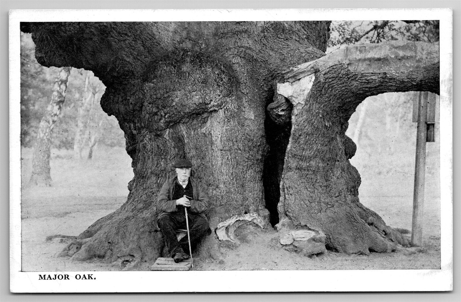 1500-Year-Old Major Oak Tree Postcard M26 Ancient Old Man Tree