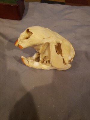 Beaver Skull Real Cleaned Whitened Excellent One Complete Piece Taxidermy Bone