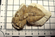 Devonian trilobite fossil Huntonia Huntoniatonia from Oklahoma #45