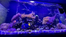 Red Sea REEFER 350 Glass