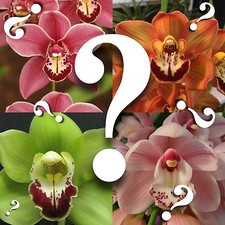 Cymbidium MYSTERY ORCHID no ID unknown hybrid SURPRISE EZ HARDY