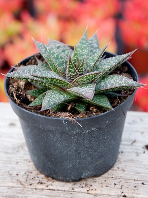 Pianta di Aloe Flow Succulente Piante grasse succulenti vaso 10 grassa |  eBay