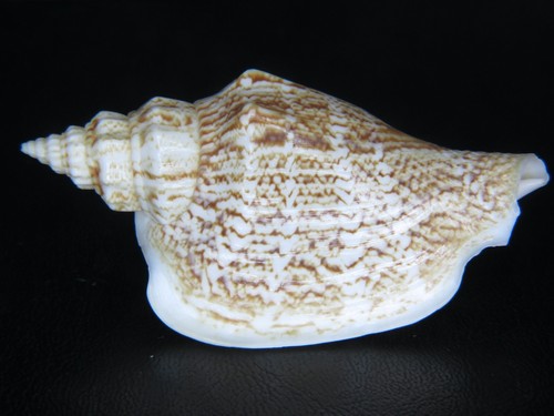 STROMBUS VARIABILIS: CURRENTLY THE LARGEST ON EBAY @ 62.58MM!