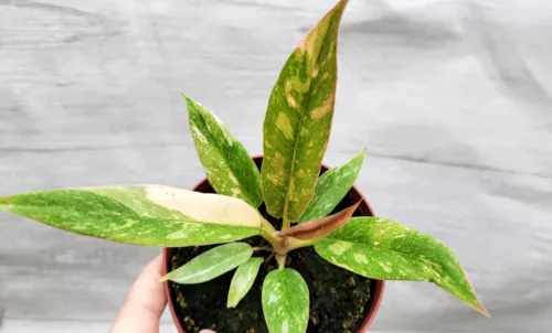 Variegated Philodendron Ring of Fire live house plant  in 4" pot
