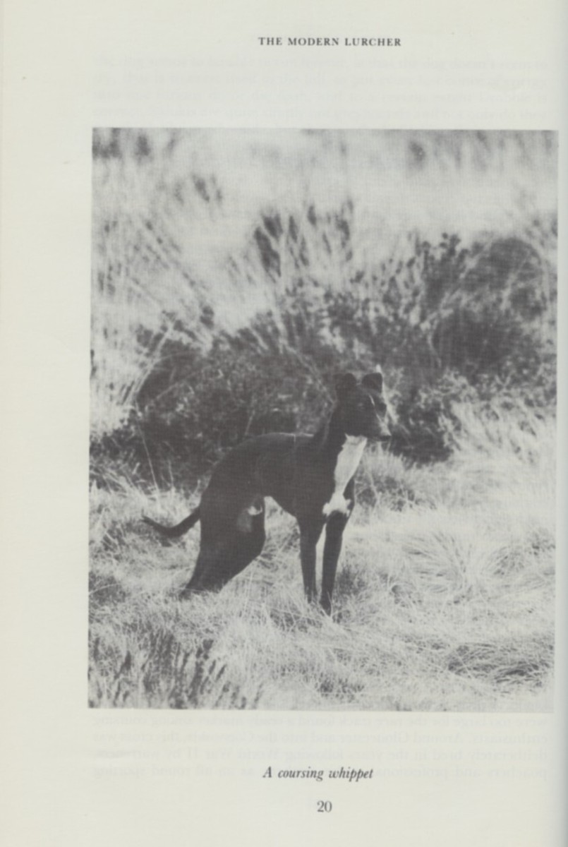 THE MODERN LURCHER by SHAW