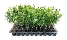 Bottlebrush Red Cluster | 2 Inch | Callistemon citrinus |