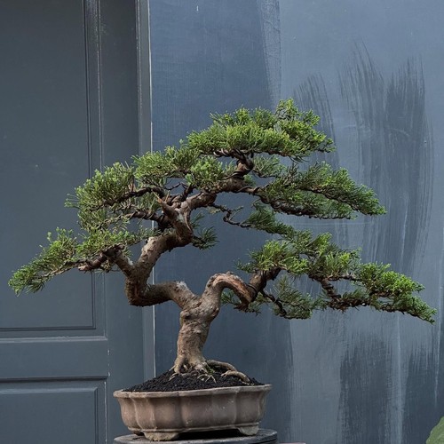 Bonsai Juniperus sinensis | Bonsai Baum | Bonsai Totholz | mittelgroß