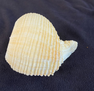 CORALLIOPHILIDAE Rapa rapa 71.1mm Bohol, Philippines 2010