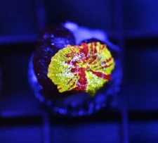 DIYreefer Live Coral WYSIWYG Poletti Jawbreaker 3/4" lots of red juvenile polyp