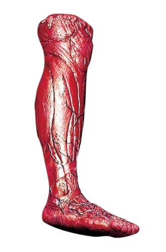 HALLOWEEN BLOODY SKINNED RIGHT LEG PROP BODY PART HAUNTED HOUSE CEMETARY - Picture 1 of 3