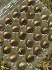 18 HOLLOW Button Quail Eggs - Hand Blown Eggshells for Crafts  FREE SHIPPING 