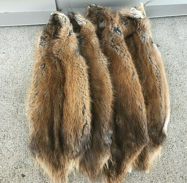 1 Tanned Midwestern muskrat pelt, premium grade prime (muskpremo) eBay