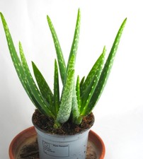 Echte Aloe Vera,medizinisch,ca.30cm, üppige Pflanzen,im12er Keramiktopf,2 Farben
