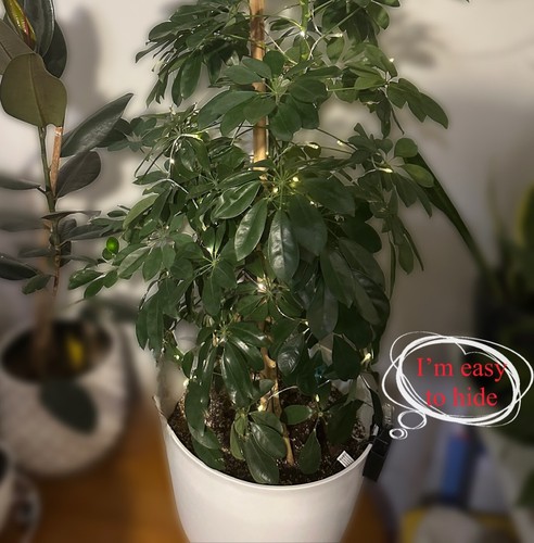 Botanical Battery Buddy perfect for hiding your mini lights on House Plants - Foto 2 di 10