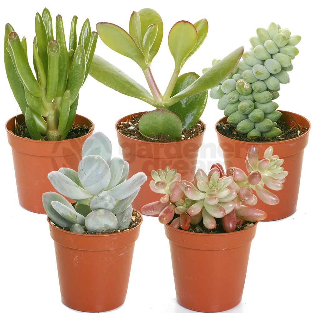 Succulent Mix - 5 Plants - House / Office Live Indoor Pot Plant - Ideal Gift