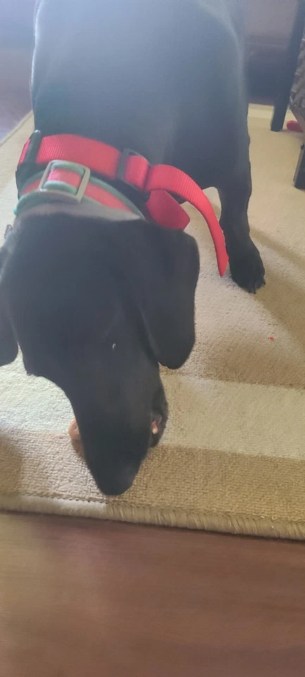 Galletas caseras de mantequilla de maní y plátano para perros 2,5 oz hechas a mano MUCHOS COMBOS Foto 3 de 3