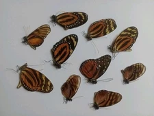  10 ithomiidae s.sp  from Mexico. See photo. 