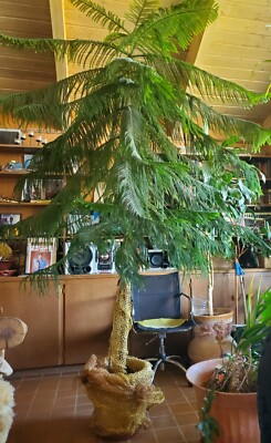 REAL Largest Indoor Norflok Island Pine Plant Large 9-10 foot Tall/  EXCELENT! | eBay