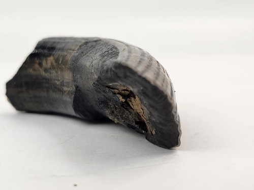 Giant Beaver 3.00" Incisor Fossil (Castoroides) - Florida Pleistocene - Ice Age - Picture 7 of 18