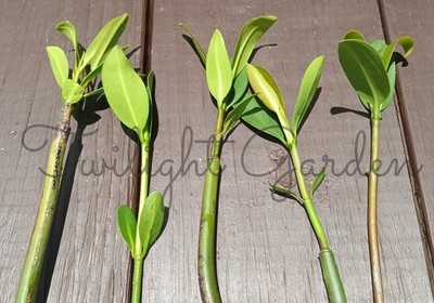 5 Mature Mangrove Plant 4+ Leafs-Red Mangrove-Aquarium Saltwater Freshwater Tank