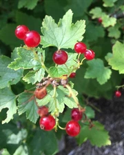 Currant Cuttings (8) 5-10" Red Lake currant Hardwood cuttings