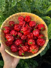 Caramel Scotch Bonnet Pepper Seeds 