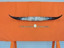 MOUNTED STEER BULL HORNS 4' 10" tip-tip Bases 15" COW BULL HORN LONGHORN 240