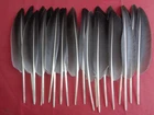 20 Grey Goose Wing Quill Feathers 11" inch / 28 cm - Fly Tying, Floats