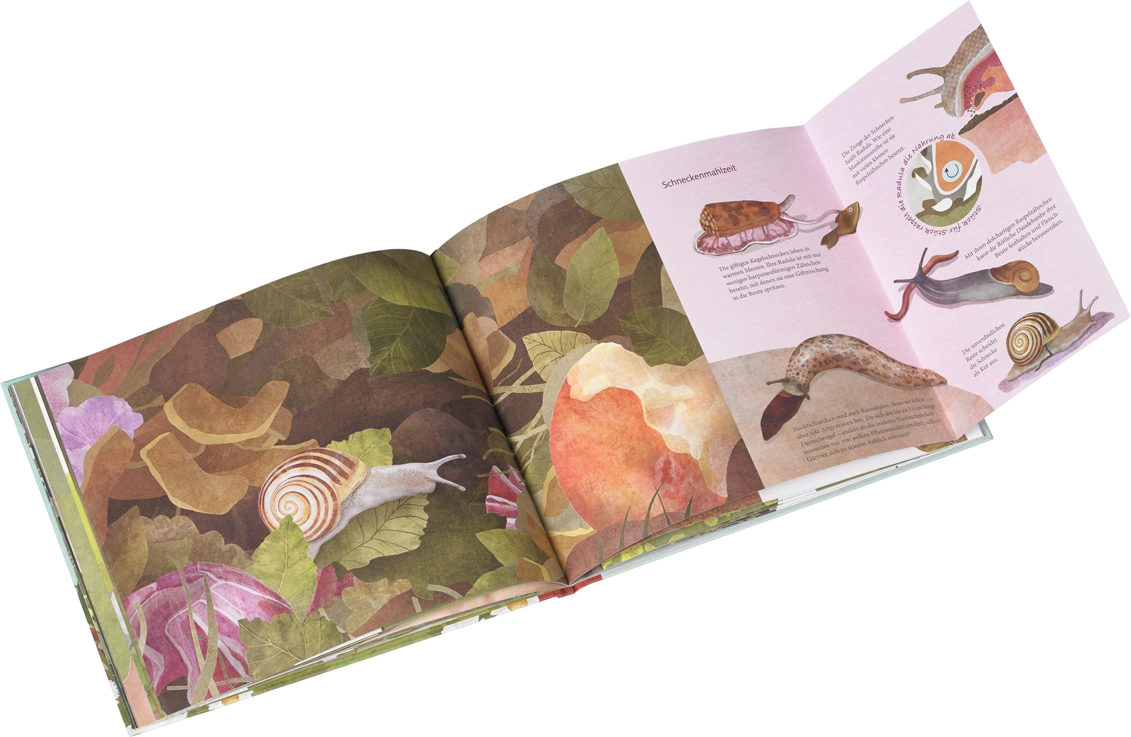 Thumbnail - Schau Mal, Eine Schnecke Bärbel Oftring