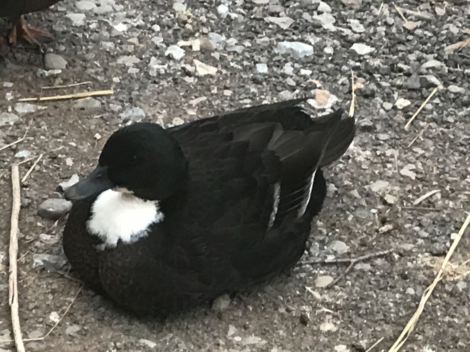 12 call duck eggs,hatching,incubator eggs, dwarf size ducks eBay