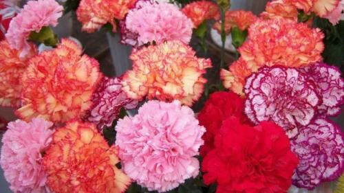 100 Double Mix Carnation Seeds Dianthus Flowers Seed Flower Perennial 227 - Picture 6 of 12