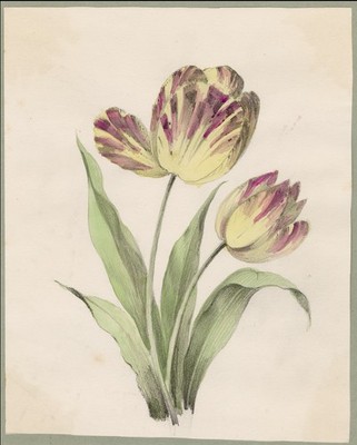 Antike Zeichnung - Eine Studie von Tulpen mit gestreiften Blütenblättern - Anonym - ca. 1860