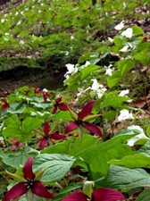 2 Wild Woodland TRILLIUM Native plant~Mixed Red & White~Winter Hardy~Naturalize