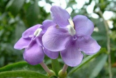 Purple flowers Jasmine 15 seeds | eBay