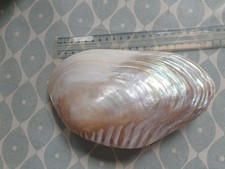 Large clam shell Giant Macabebe Clam shell  21 cm x 15cm Polished