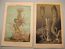 Quallen,Meeresfauna,Algen u.a. 19 Tafeln/Bilder von 1885 antike Lithographien